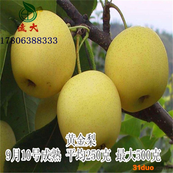 **梨树苗 大量批发梨苗 梨苗价格优惠 品种纯正 量大优惠 欢迎选购