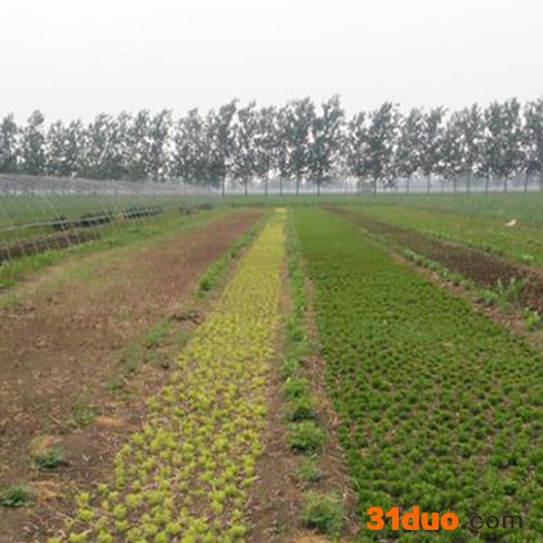 红景天专业承接_立体花卉造型绿雕_园艺造型美化工程_欢迎来电咨询