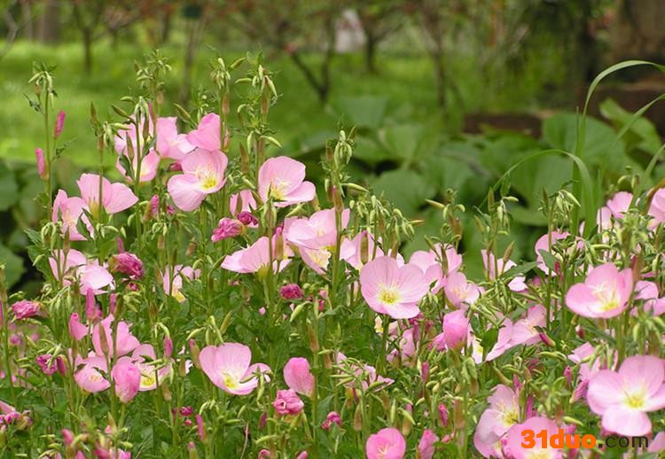 草本植物花卉种子 美丽月苋草种子 别名待霄草