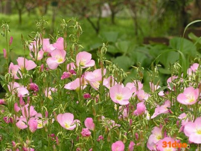 草本植物花卉种子 美丽月苋草种子 别名待霄草