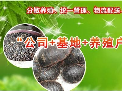 免费提供土元 土鳖虫 土元优良品种 土元养殖招商加盟