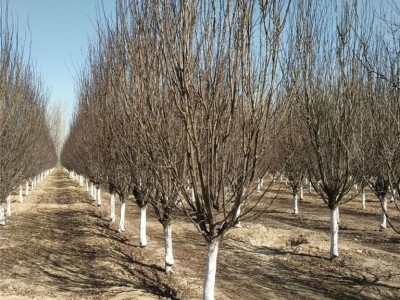 温州市7公分太阳李百亩销售