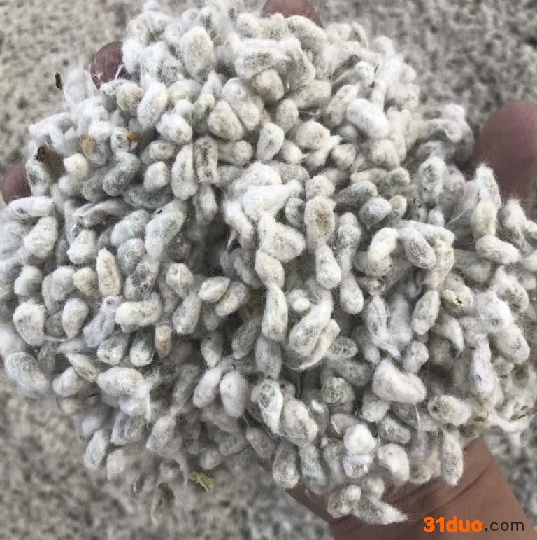 澳大利亚 进口棉籽 棉籽 进口清关 报关报检