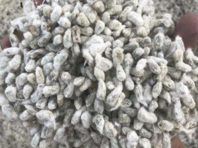 澳大利亚 进口棉籽 棉籽 进口清关 报关报检