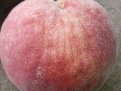 桃苗 好品种市场。温州市瑞光19号