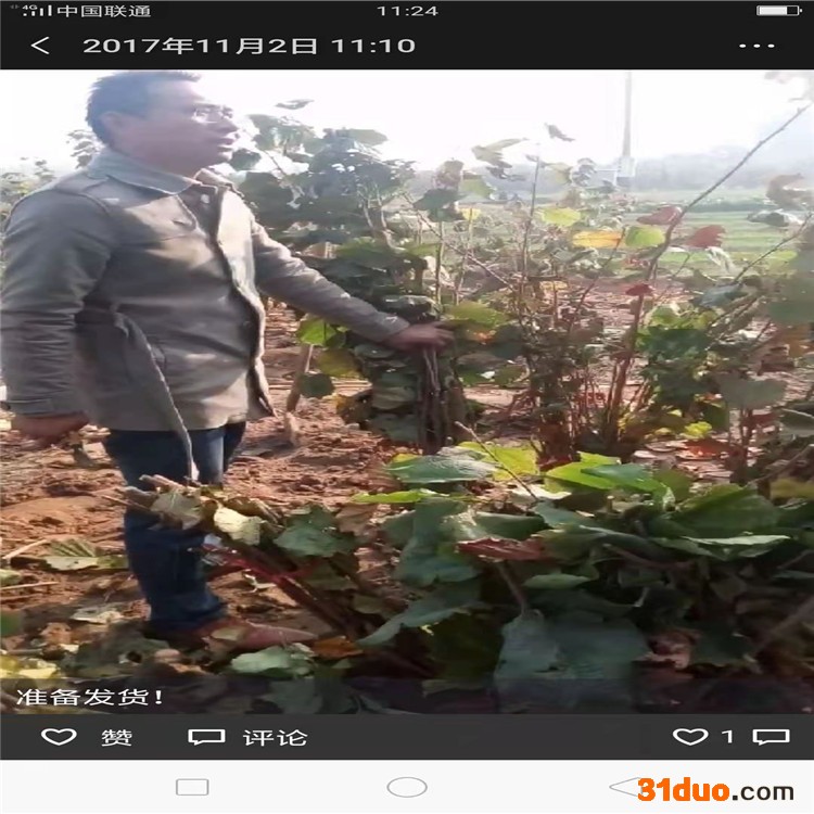 温州达维榛子树苗 东北榛子树苗价格 山东凯越