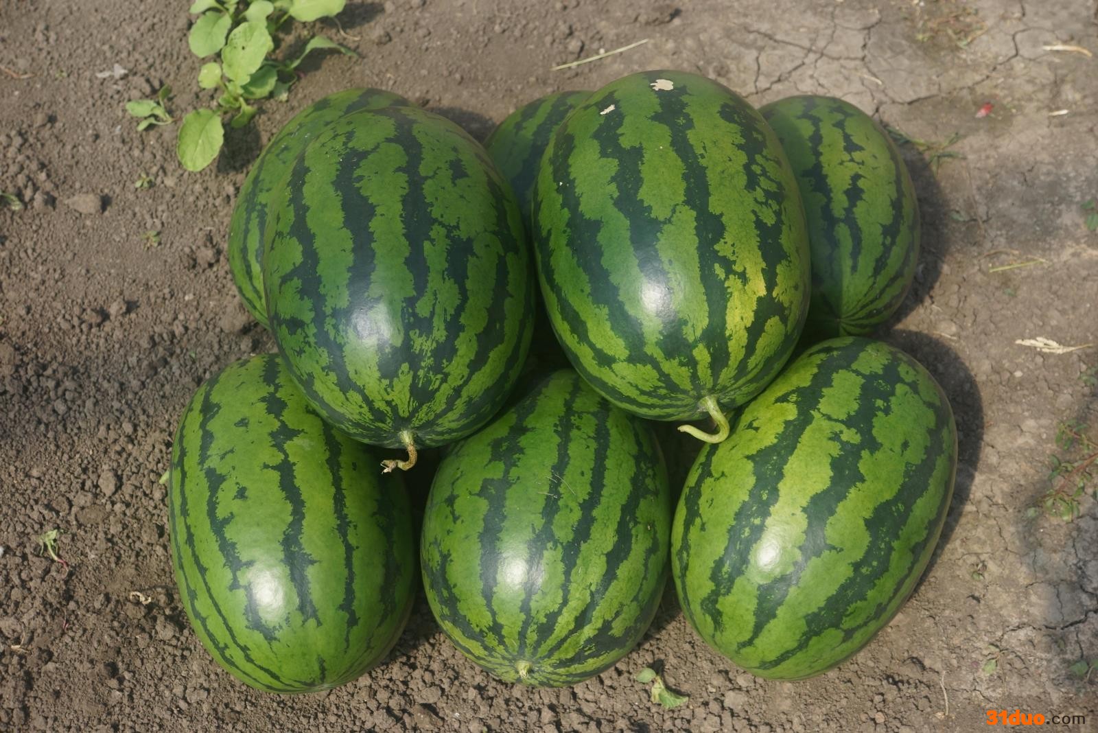 百臣飞龙2000西瓜种子抗病高产抗重茬薄皮红瓤该品种已审定