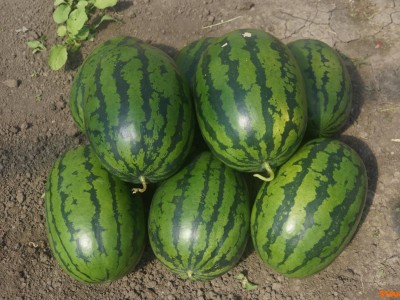 百臣飞龙2000西瓜种子抗病高产抗重茬薄皮红瓤该品种已审定