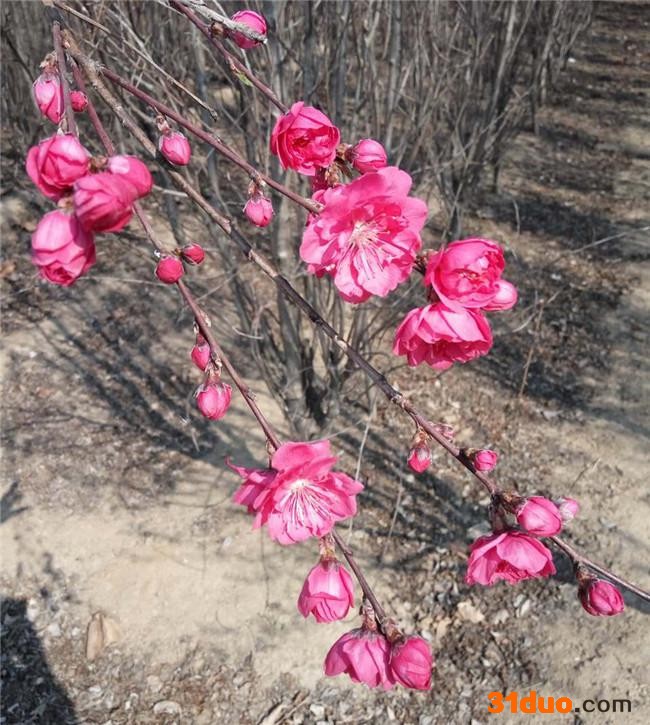 帚形桃 照手桃  碧桃苗基地批发 碧桃树苗各种品种齐全 欢迎选购