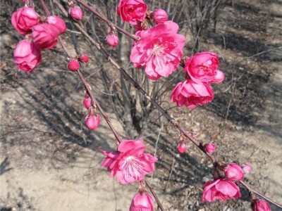 帚形桃 照手桃  碧桃苗基地批发 碧桃树苗各种品种齐全 欢迎选购