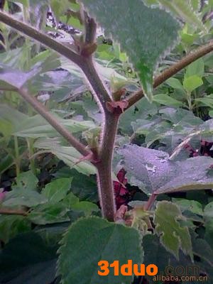 大量批发构树苗 大规格工程苗