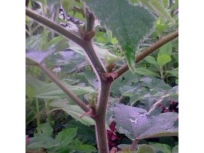 大量批发构树苗 大规格工程苗