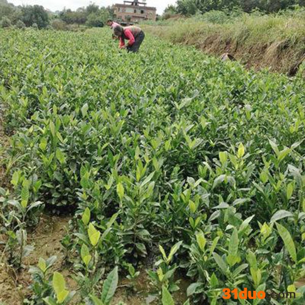 黄栀子苗  基地直销 黄栀子树苗  黄栀子树苗批发 满晟农业