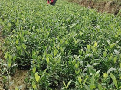 黄栀子苗  基地直销 黄栀子树苗  黄栀子树苗批发 满晟农业