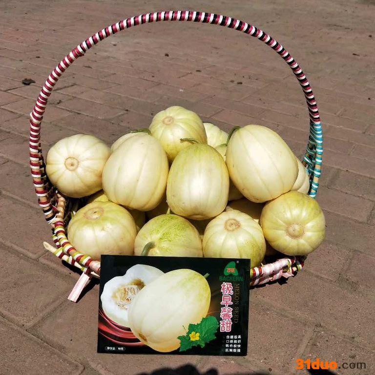 百臣馨甜 甜瓜种子 香瓜种子 含糖高秧状抗病强抗重茬10克每袋甜瓜种子 甜瓜种子批发、甜瓜种子厂家 高品质甜瓜种子