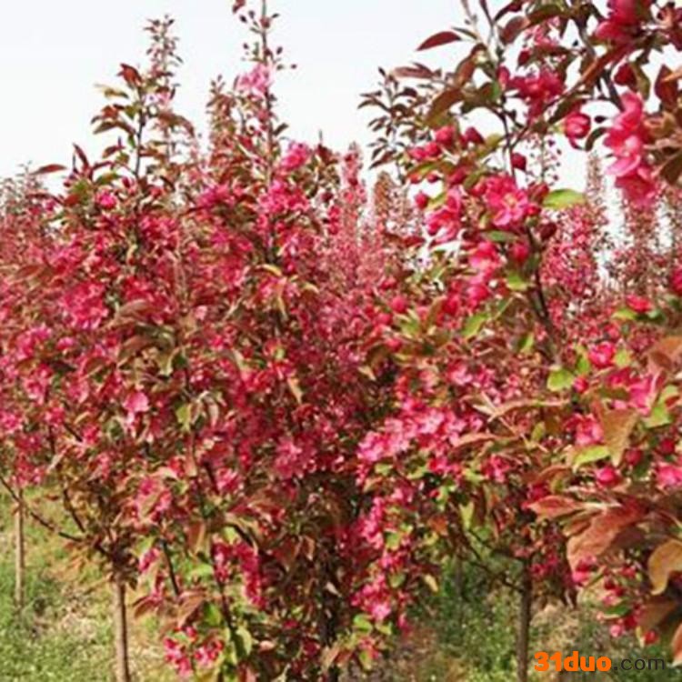 红花龙柱碧桃苗  风景树龙柱碧桃 利华园 自产自销龙柱碧桃树苗 长期供应龙柱碧桃苗