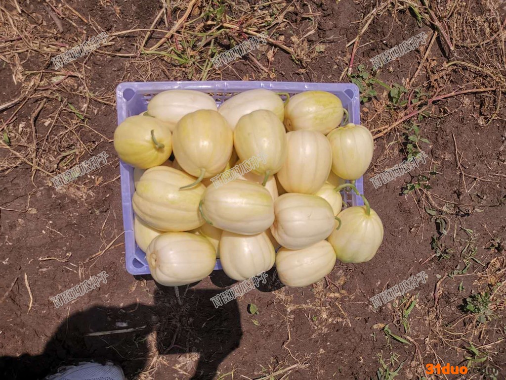 百臣一品香 甜瓜种子 香瓜种子 **品种抗病强口感甜薄皮耐运输 其他种子、种苗、甜瓜种子批发 甜瓜种子厂家