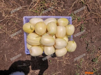 百臣一品香 甜瓜种子 香瓜种子 **品种抗病强口感甜薄皮耐运输 其他种子、种苗、甜瓜种子批发 甜瓜种子厂家