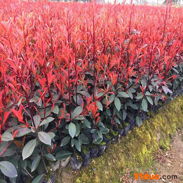红叶石楠 红叶石楠苗 红叶石楠树苗 红叶石楠苗 红叶石楠树苗 工程苗 满晟农业