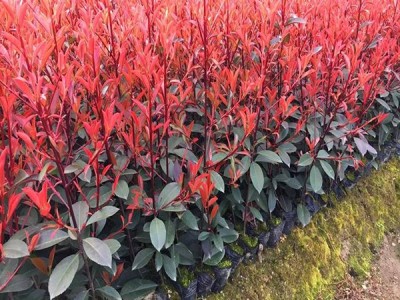红叶石楠 红叶石楠苗 红叶石楠树苗 红叶石楠苗 红叶石楠树苗 工程苗 满晟农业