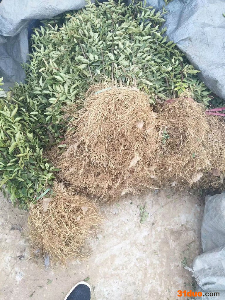 青皮花椒**  大红袍花椒种子颗粒饱满 大量销售花椒种 利华园艺 **花椒种子