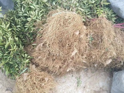 青皮花椒**  大红袍花椒种子颗粒饱满 大量销售花椒种 利华园艺 **花椒种子