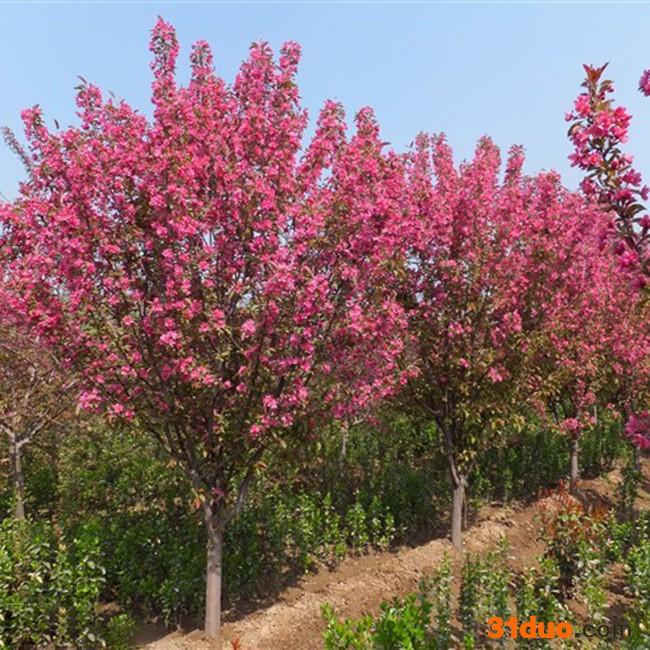 基地批发 西府海棠树 嫁接西府海棠苗 海棠树苗 园林绿化苗