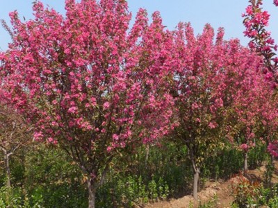 基地批发 西府海棠树 嫁接西府海棠苗 海棠树苗 园林绿化苗