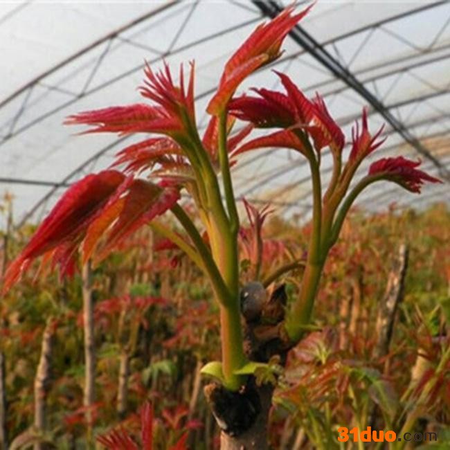 矮化香椿苗 香椿苗|香椿苗种子|香椿苗价格 基地直销 价格详谈 欢迎选购