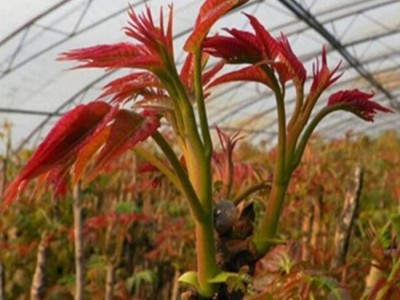 矮化香椿苗 香椿苗|香椿苗种子|香椿苗价格 基地直销 价格详谈 欢迎选购