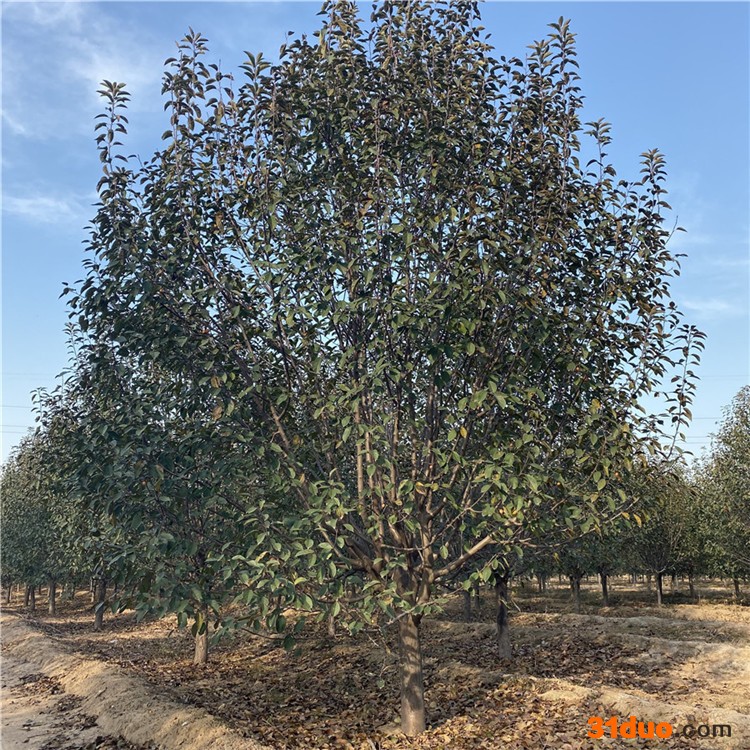 **海棠树苗 6公分西府海棠 北美海棠批发厂家 产地直销