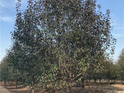 **海棠树苗 6公分西府海棠 北美海棠批发厂家 产地直销