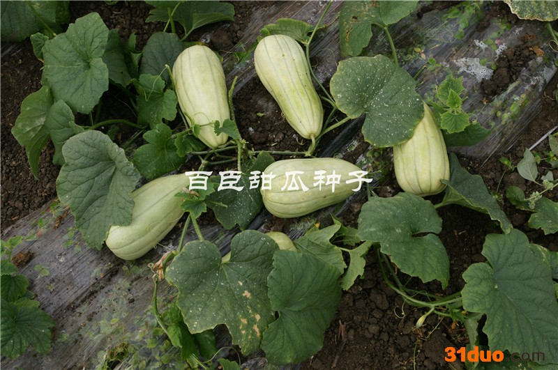 百臣好甜甜瓜种子羊角蜜香瓜种子高产抗病直销10克约500多粒 甜瓜种子、香瓜种子、香瓜种子批发、甜瓜种子厂家