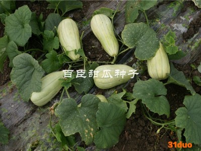 百臣好甜甜瓜种子羊角蜜香瓜种子高产抗病直销10克约500多粒 甜瓜种子、香瓜种子、香瓜种子批发、甜瓜种子厂家