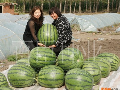 供应百臣大**2号西瓜种子 高产抗病 抗裂 耐储运大果型大西瓜种子抗病西瓜种子西瓜种子厂家西瓜种子批发