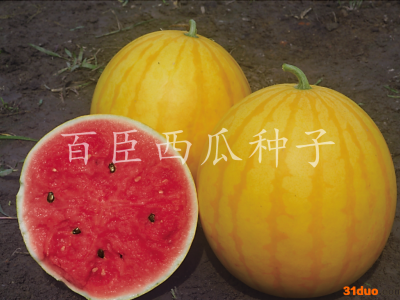 百臣黄金宝黄皮红瓤高产西瓜种子甜到心味道甜美10克高产抗病薄皮红瓤口感甜