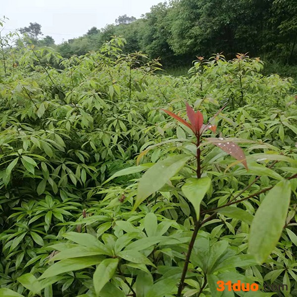 金丝楠木树苗  金丝楠树苗 基地种植 满晟农业