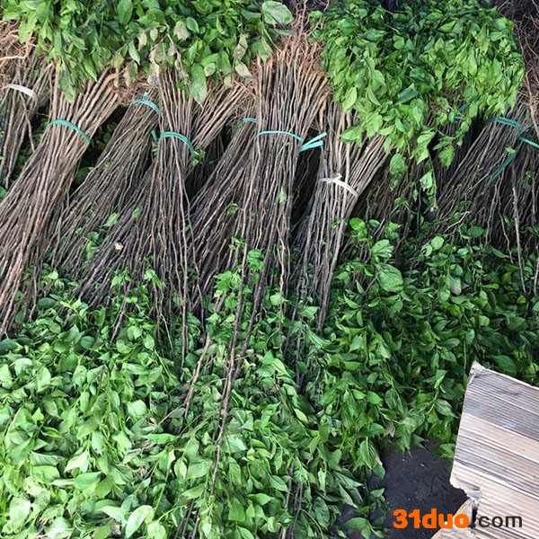 基地直供杜仲苗 **杜仲树苗 **杜仲树苗  满晟农业