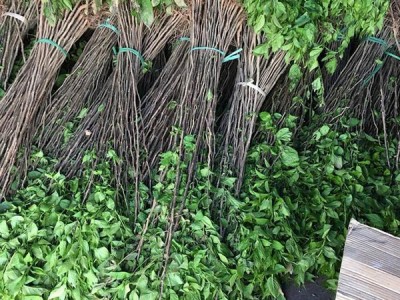 基地直供杜仲苗 **杜仲树苗 **杜仲树苗  满晟农业