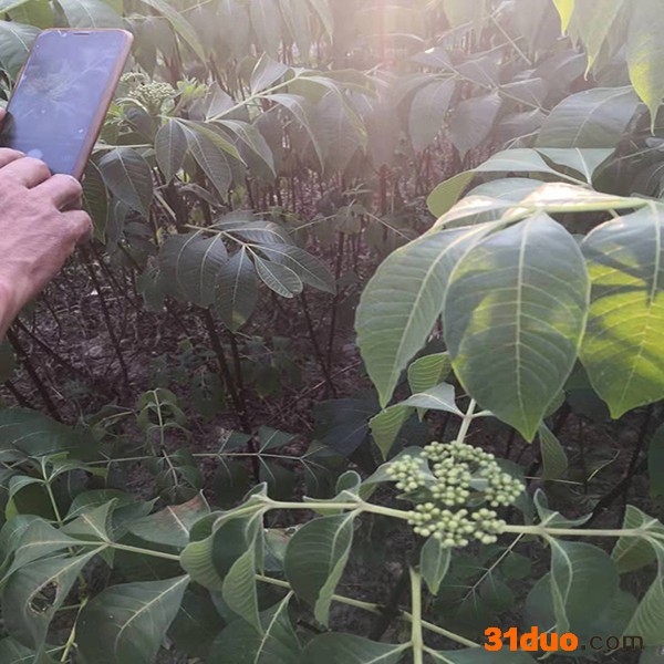 艾子苗 吴茱萸苗那里有卖 种子扦插枝条 吴萸基地茶辣苗圃 满晟农业