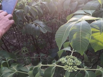 艾子苗 吴茱萸苗那里有卖 种子扦插枝条 吴萸基地茶辣苗圃 满晟农业