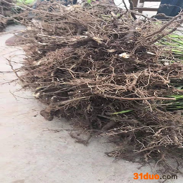 吴茱萸种苗 中药吴茱萸树苗种苗  满晟农业