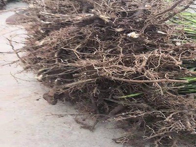 吴茱萸种苗 中药吴茱萸树苗种苗  满晟农业