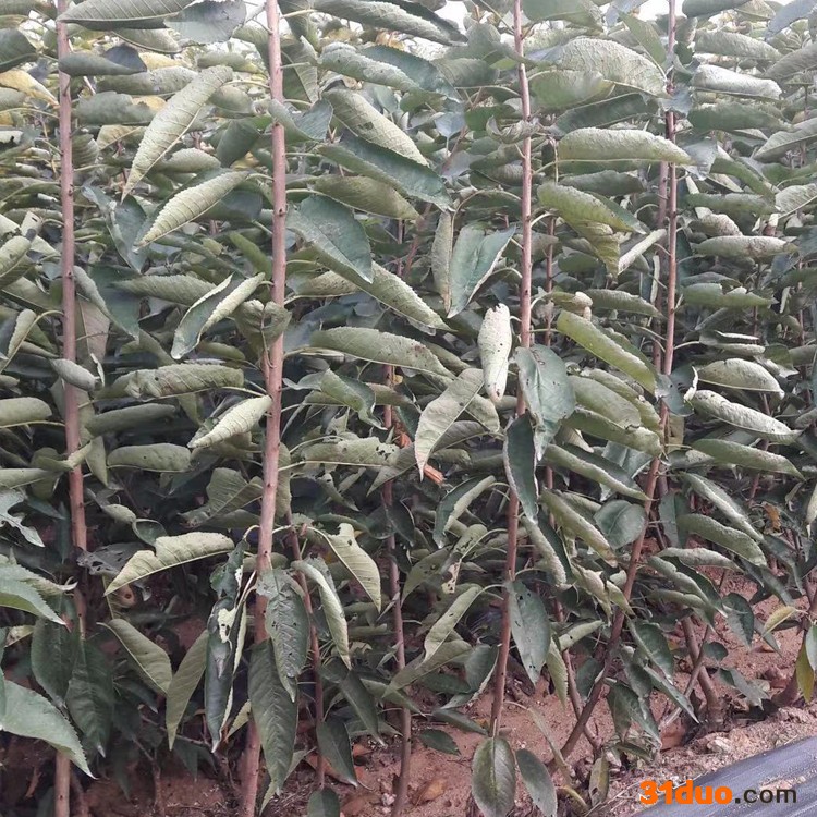 供应大樱桃苗 嫁接大红灯樱桃树苗 美早樱桃树苗 山东果树苗批发