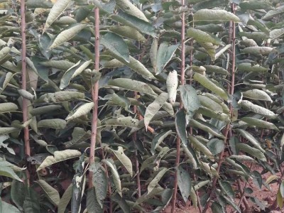 供应大樱桃苗 嫁接大红灯樱桃树苗 美早樱桃树苗 山东果树苗批发