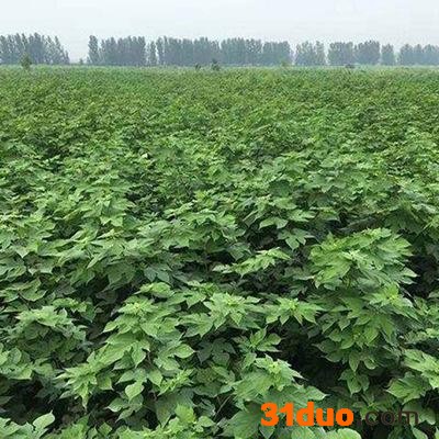 **构树 绿化苗木规格齐全 构树苗批发