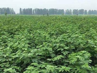 **构树 绿化苗木规格齐全 构树苗批发