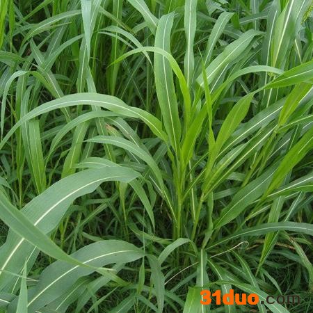 苏丹草 苏丹草销售 苏丹草批发 苏丹草用途 苏丹草种子 苏丹草种子销售 苏丹草种子批发