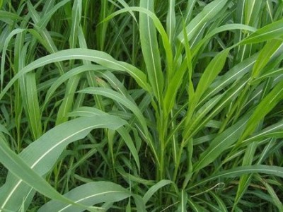 苏丹草 苏丹草销售 苏丹草批发 苏丹草用途 苏丹草种子 苏丹草种子销售 苏丹草种子批发