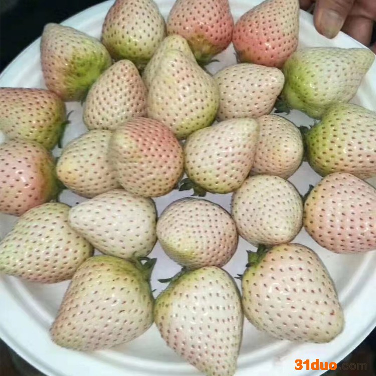 批发果树苗 批发 红颜章姬牛奶草莓苗 丰产苗木供应